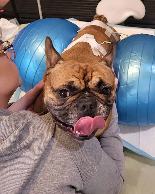 Zdjęcie psa podczas zabiegu neurorehabilitacji