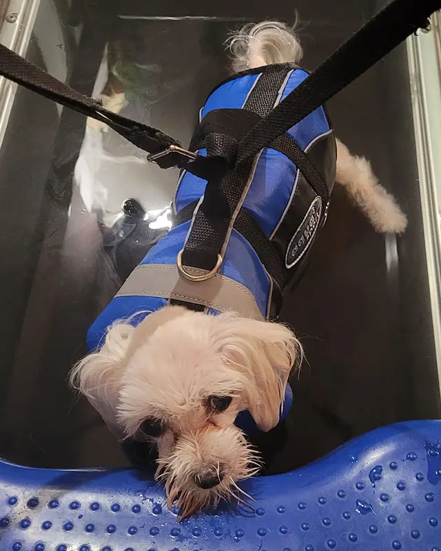 Zdjęcie psa podczas neurorehabilitacji