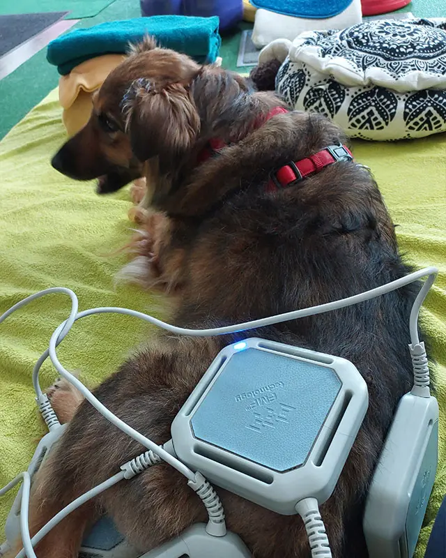 Zdjęcie psa podczas magnetoterapii